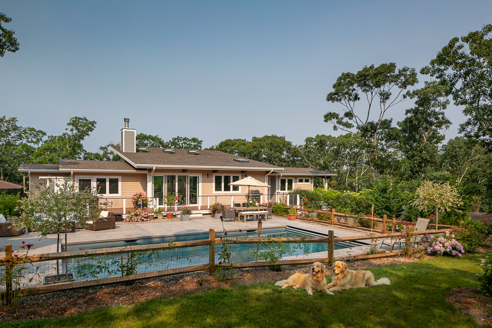 Truro Treehouse by Acorn Deck House Company is a modern farmhouse on Cape Cod. This photo shows two golden retrievers relaxing in the backyard overlooking the in-ground pool and lush gardens.